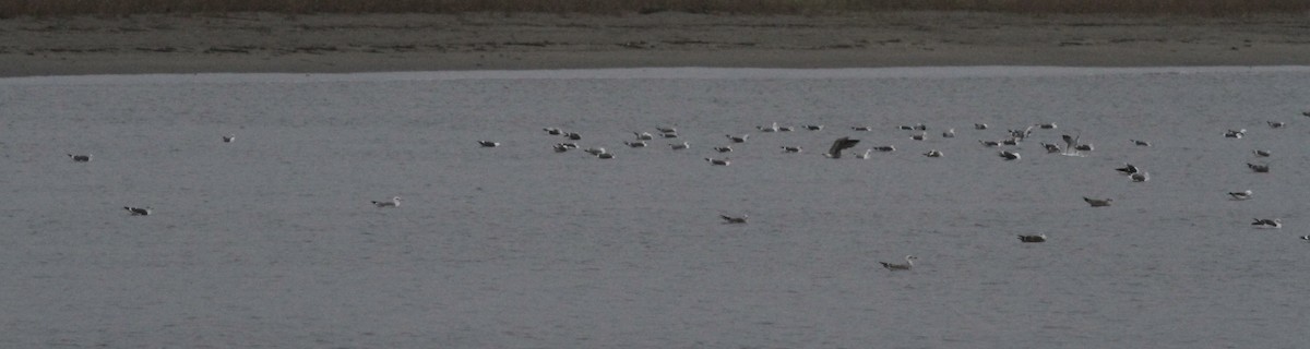 racek žlutonohý - ML646059899