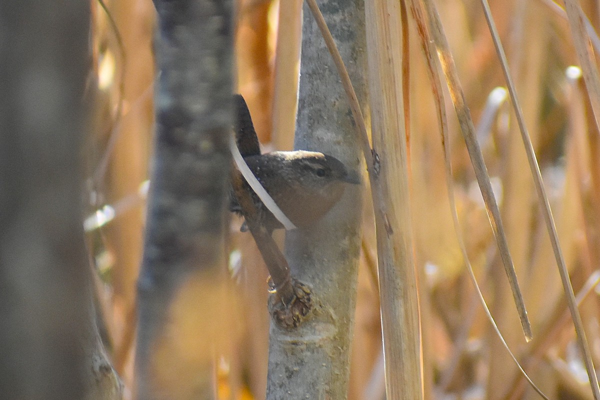 Winter Wren - ML646059901