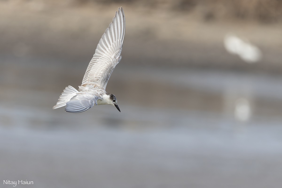 Whiskered Tern - ML646059902