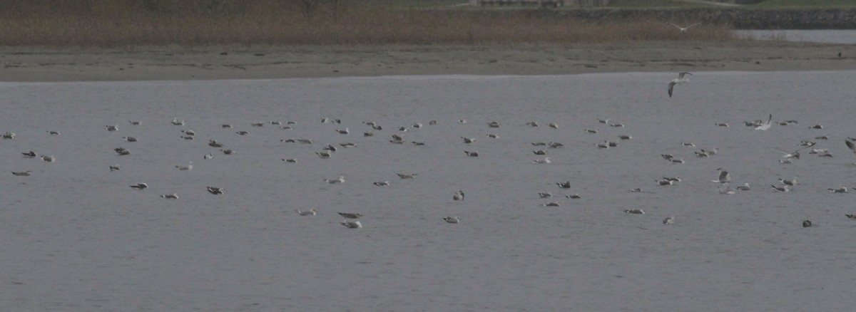 racek žlutonohý - ML646059910