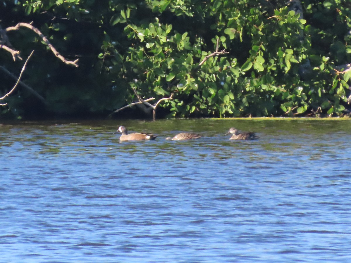 Zertzeta hegalurdina - ML646059911