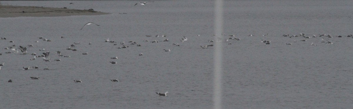 racek žlutonohý - ML646059913