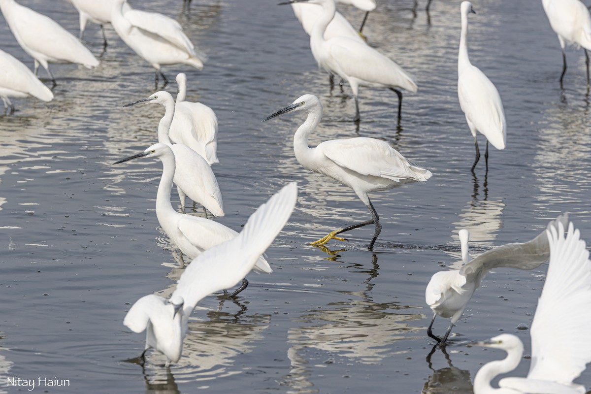 Little Egret - ML646059914