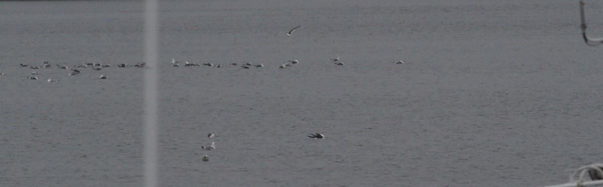 racek žlutonohý - ML646059918