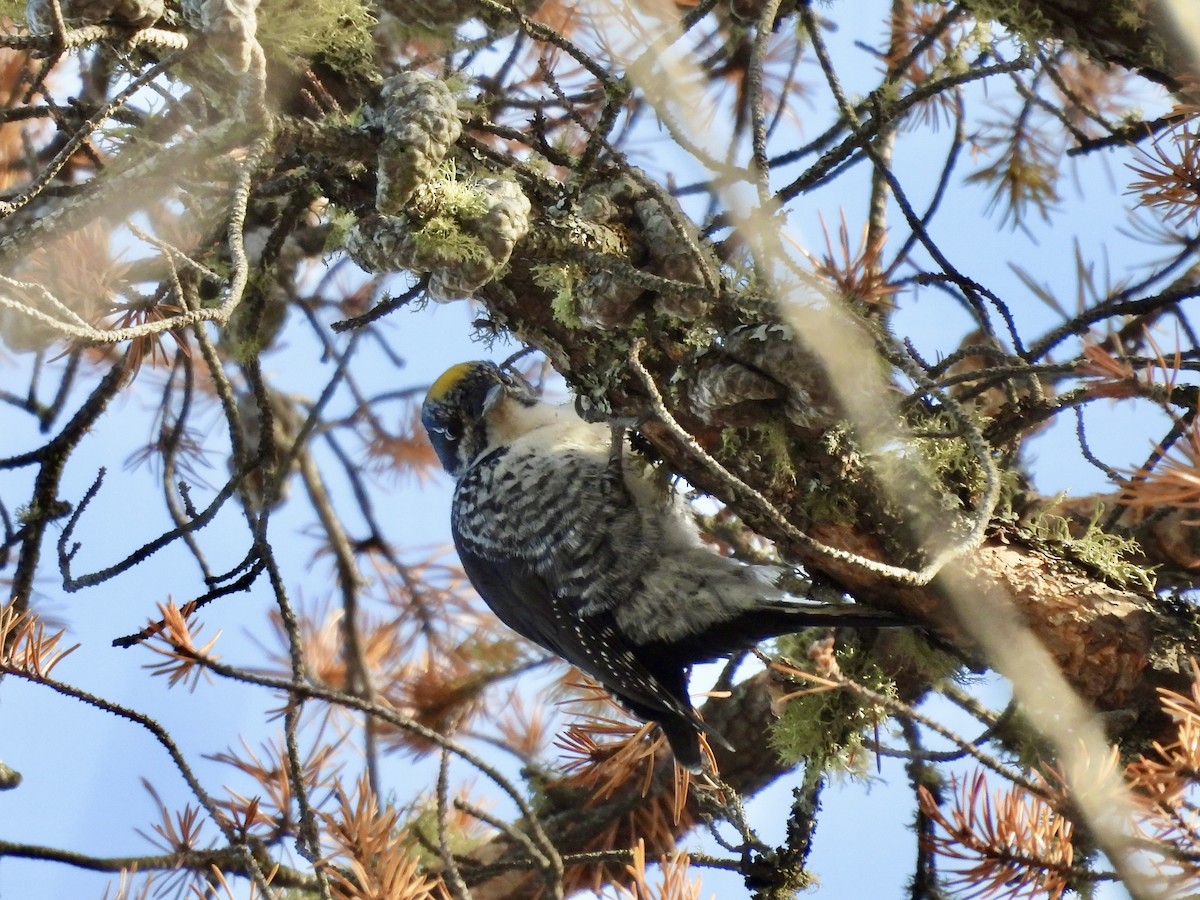 American Three-toed Woodpecker - ML646059919