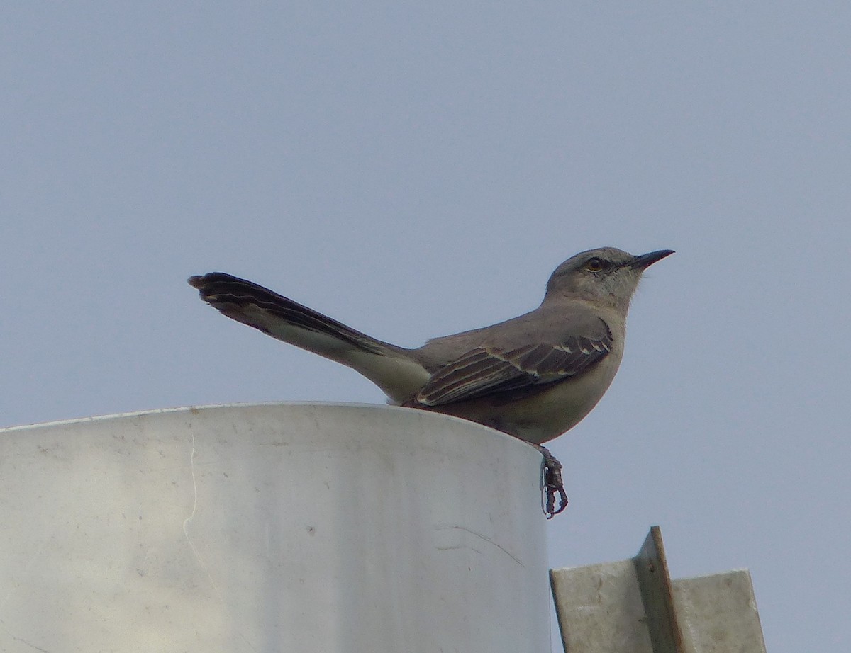 Northern Mockingbird - ML646059920