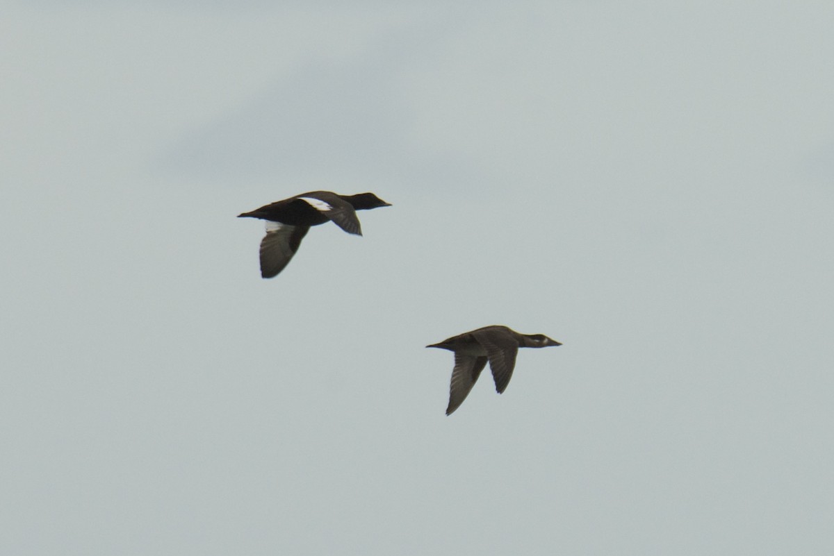 turpan kanadský - ML646059921