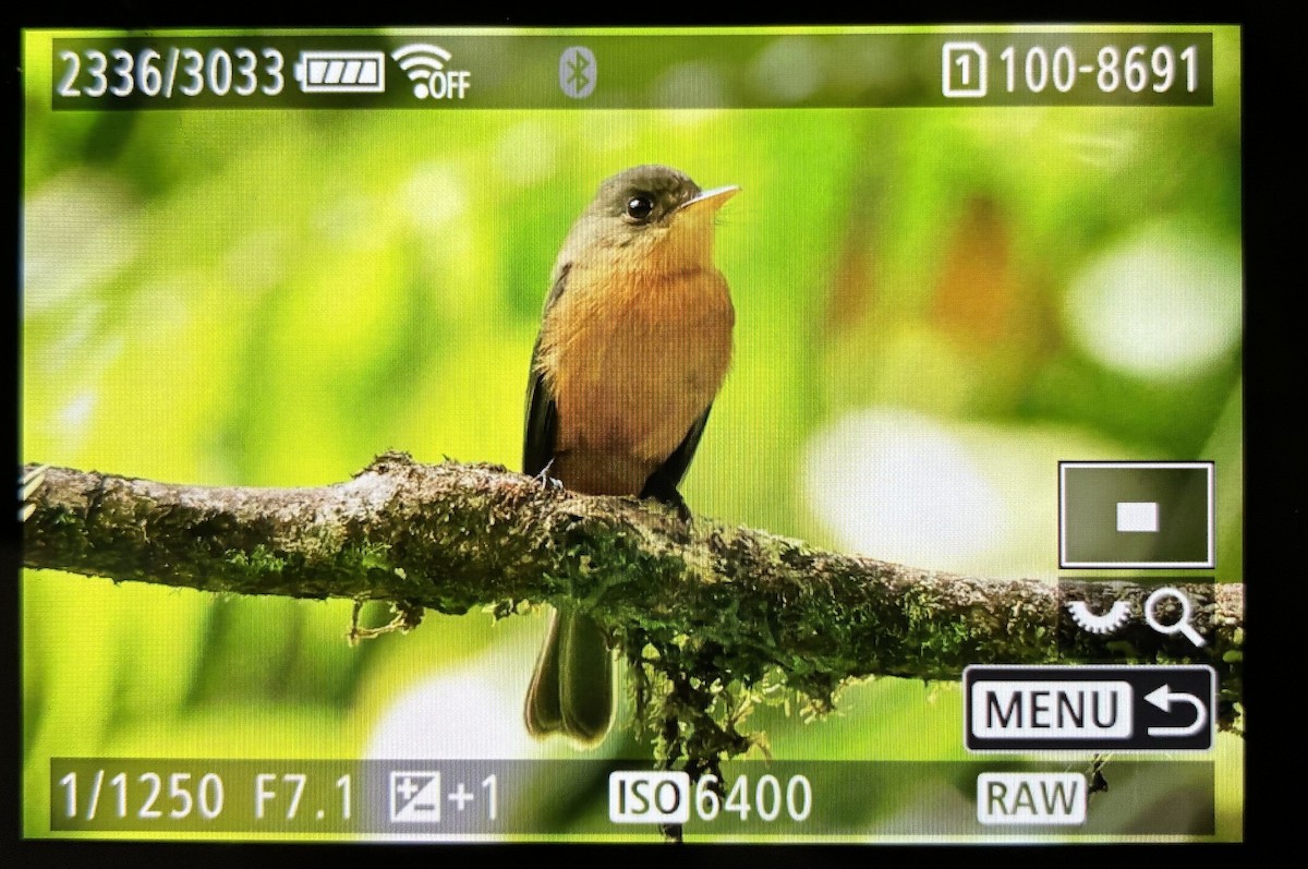 Lesser Antillean Pewee - ML646059923