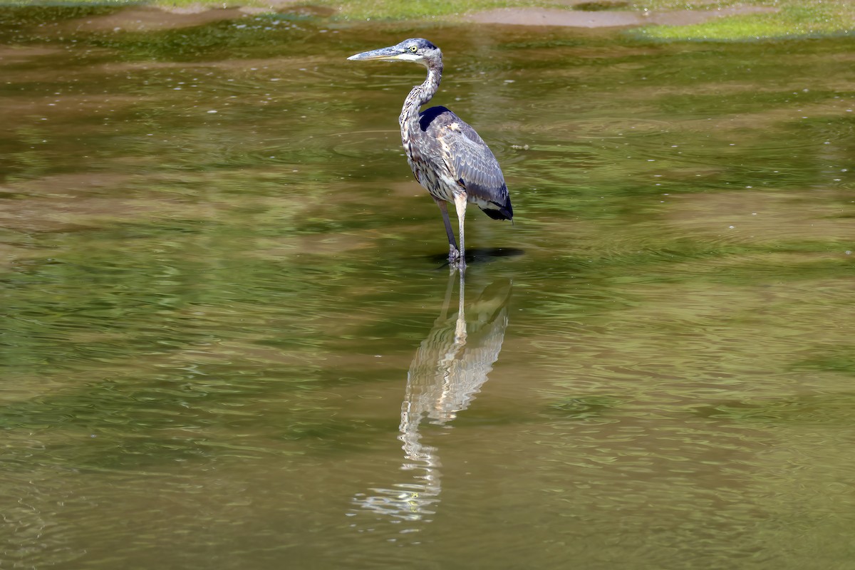 Koartza hauskara amerikarra - ML646059924