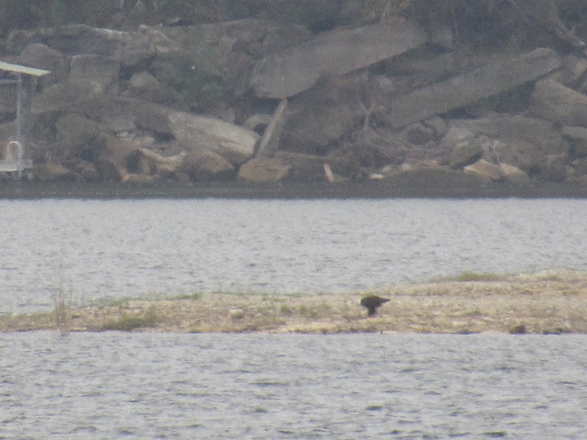 Pygargue à tête blanche - ML646059929