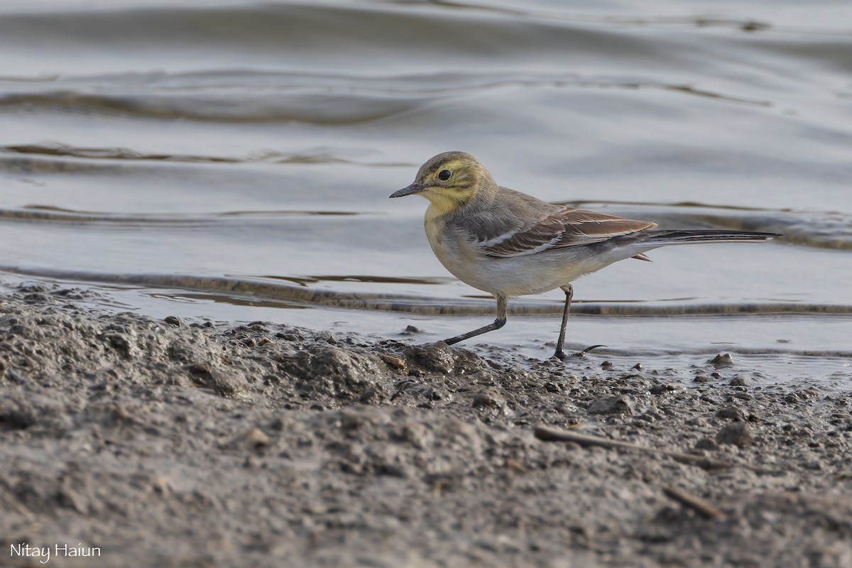 Citrine Wagtail - ML646059930