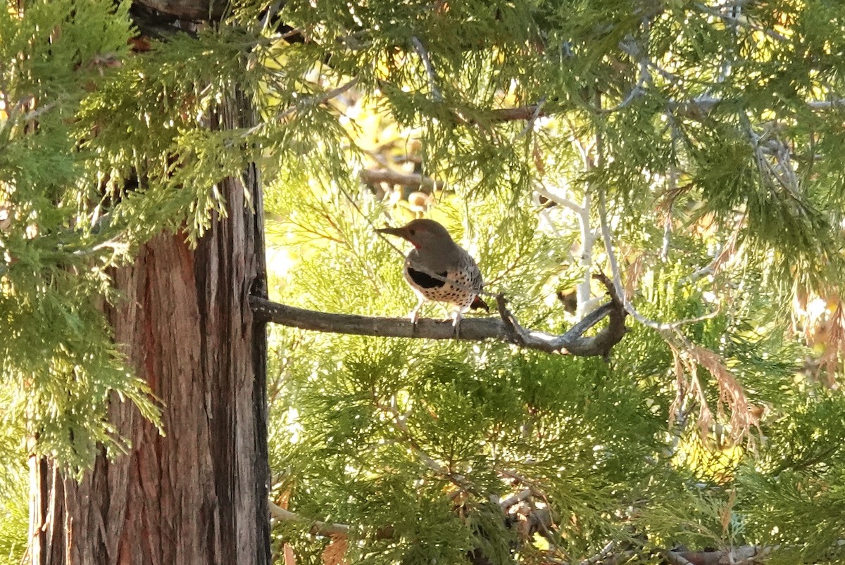 Northern Flicker - ML646059931
