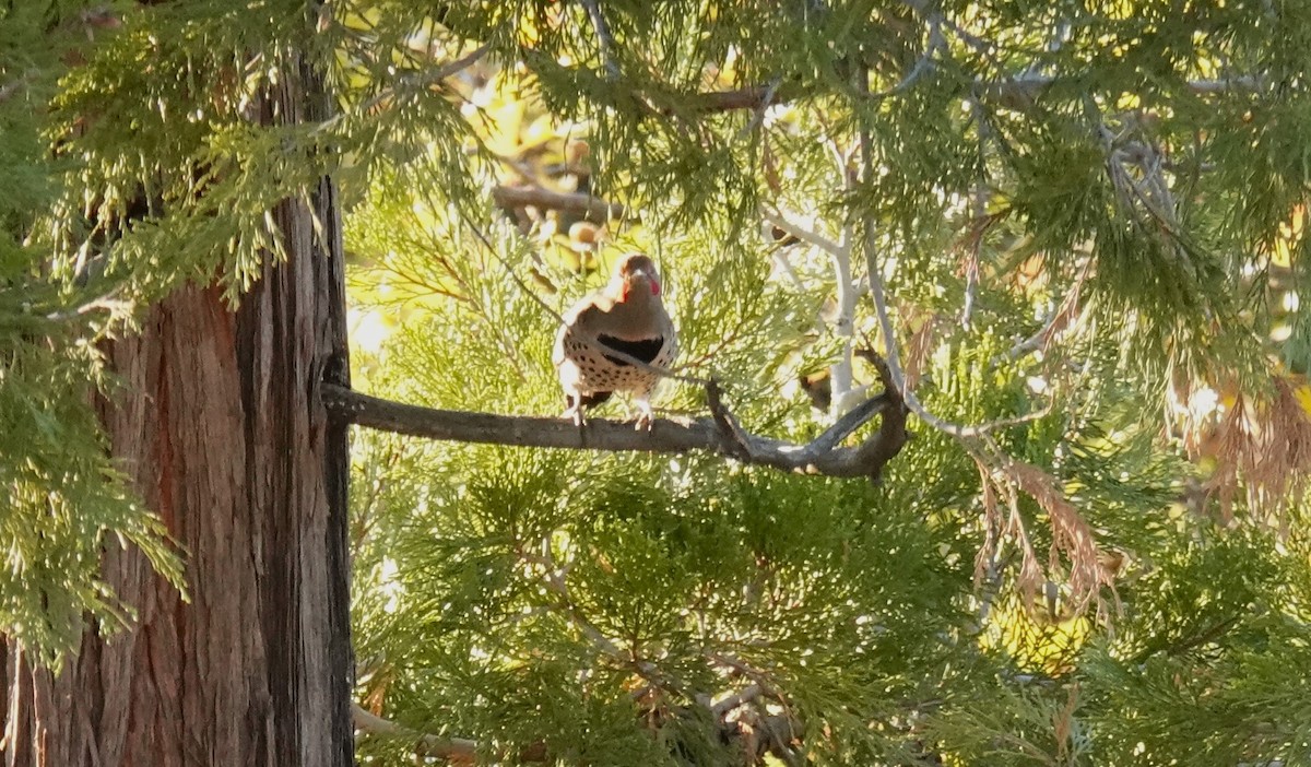 Northern Flicker - ML646059932