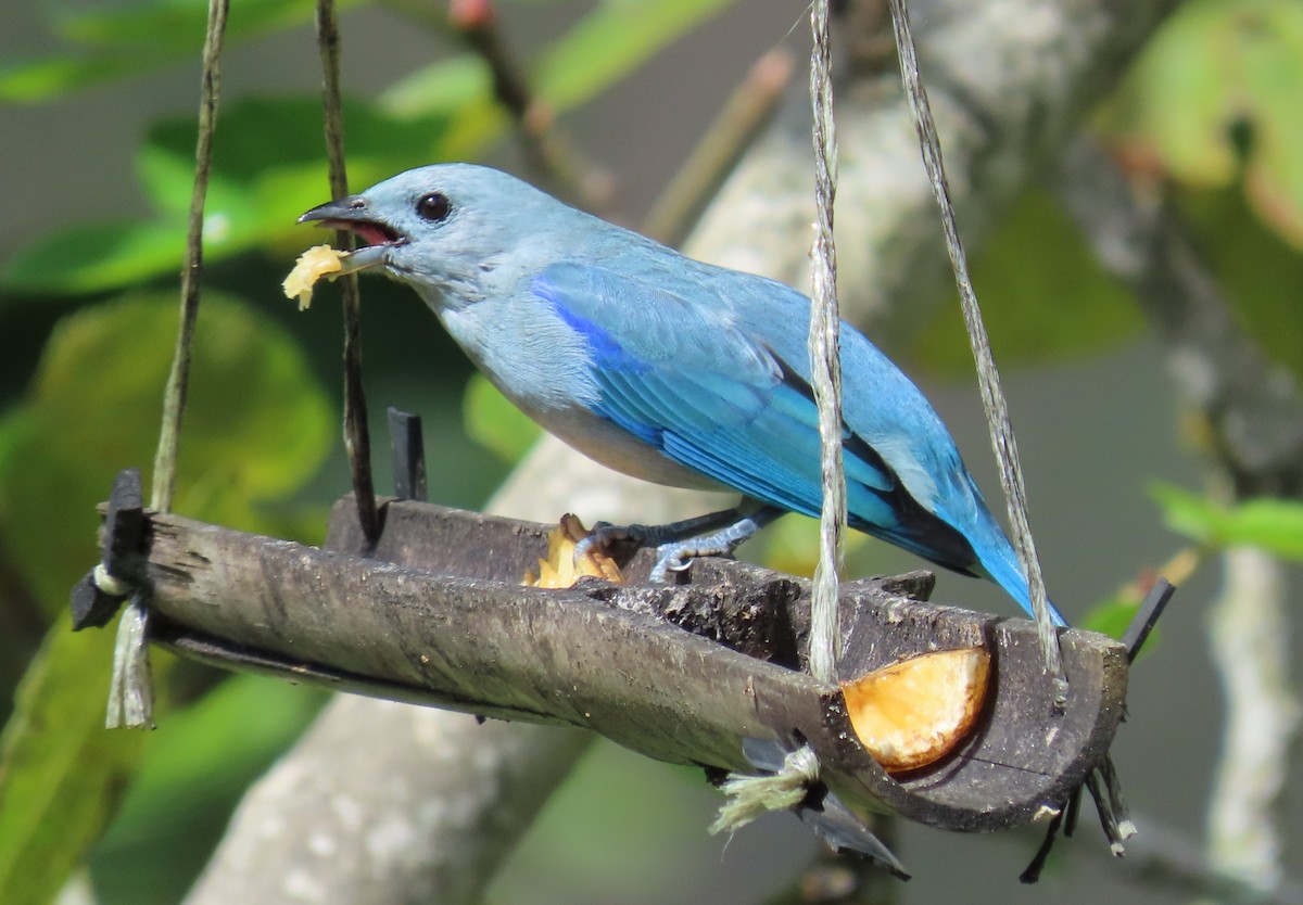 Blue-gray Tanager - ML646059935