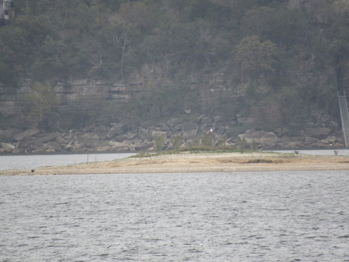 Pygargue à tête blanche - ML646059937