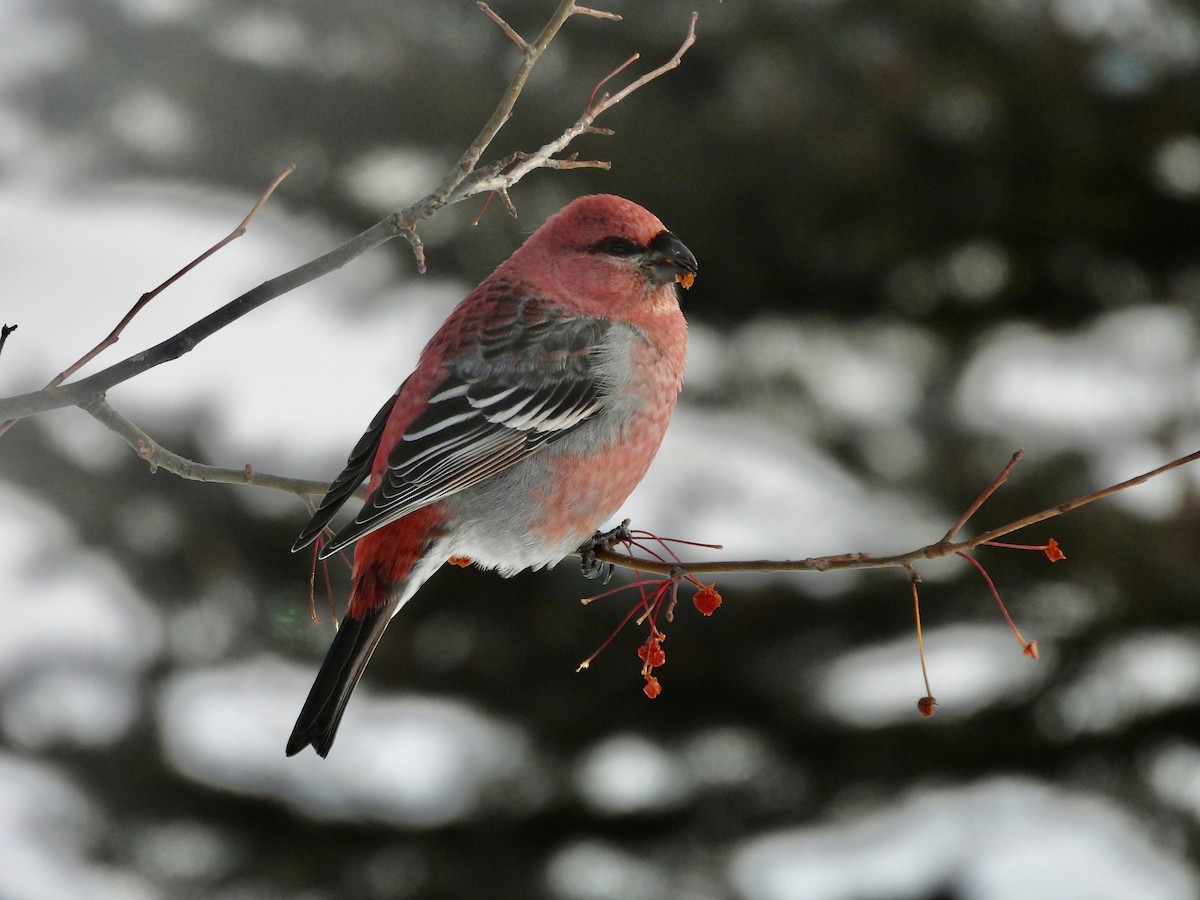 Pine Grosbeak - ML646059938