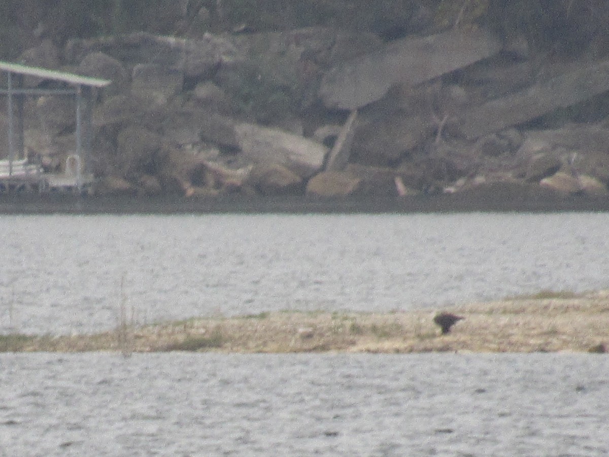 Pygargue à tête blanche - ML646059942