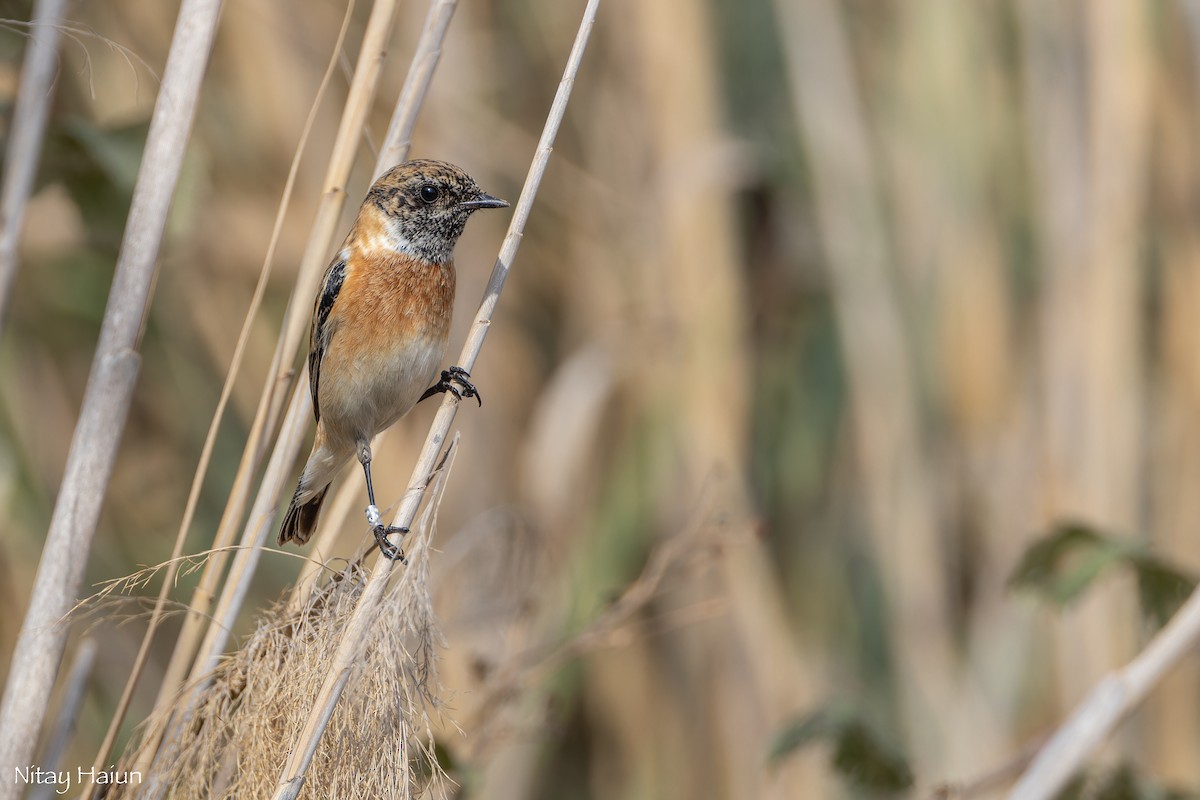 bramborníček sibiřský - ML646059944