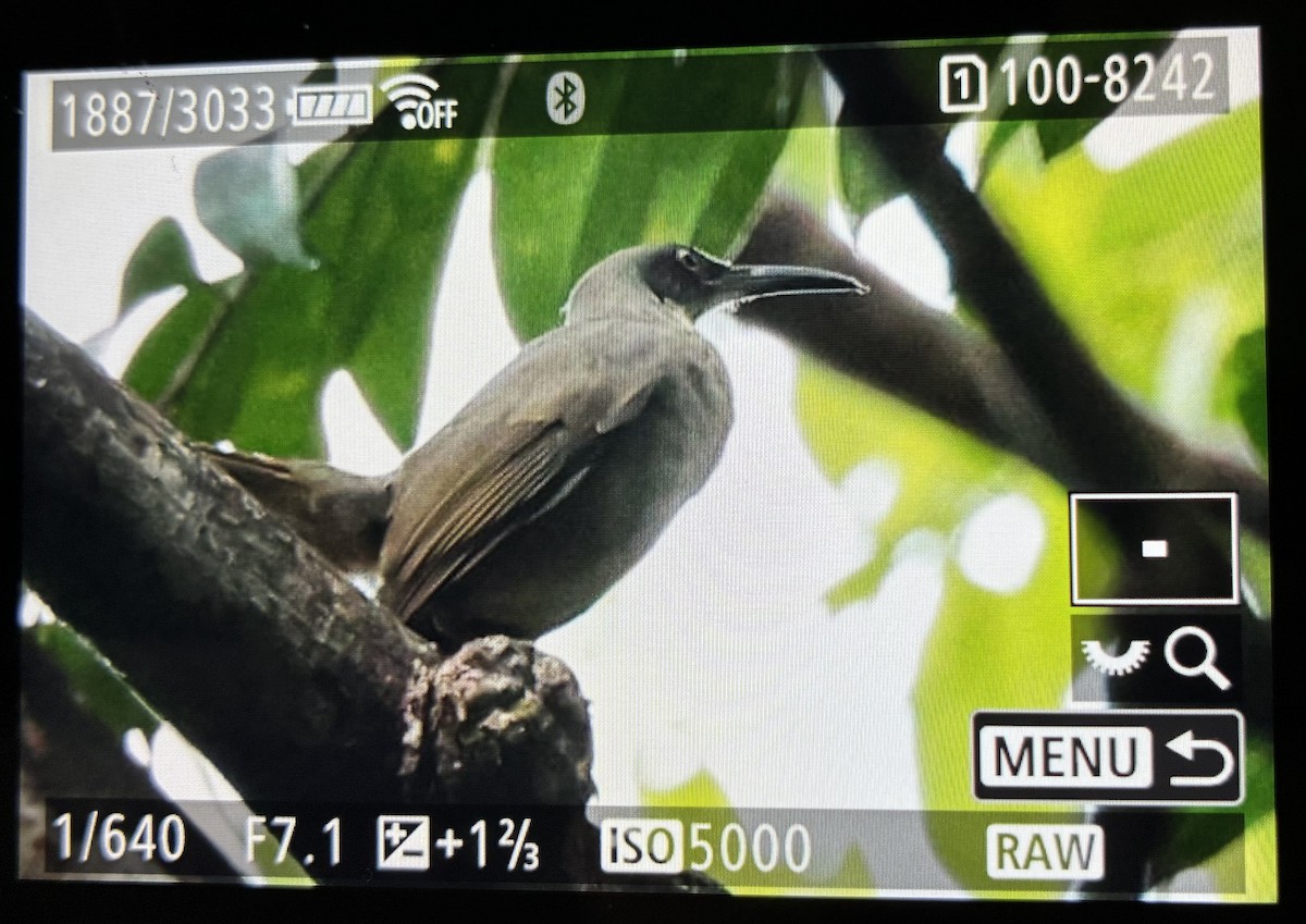 Gray Trembler - ML646059945