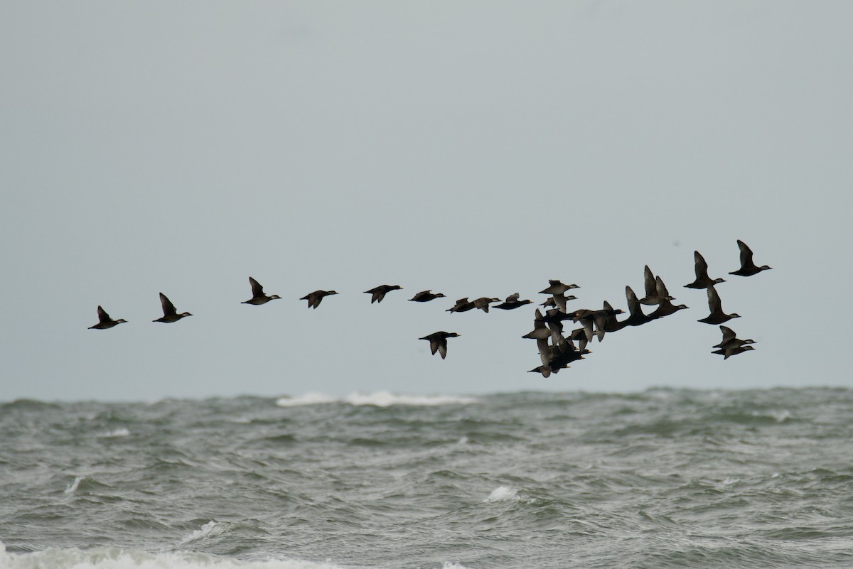 turpan žlutozobý - ML646059946