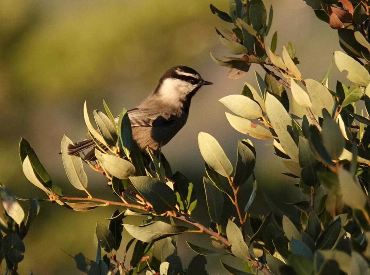 Mountain Chickadee - ML646059947