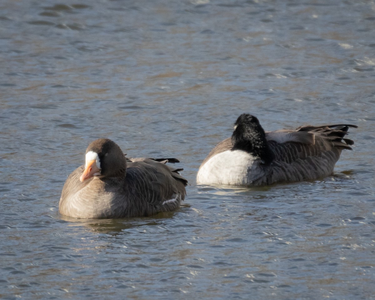 Greater White-fronted Goose - ML646059949