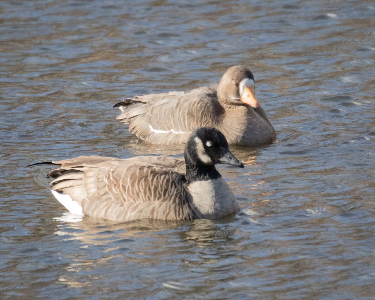 Greater White-fronted Goose - ML646059950
