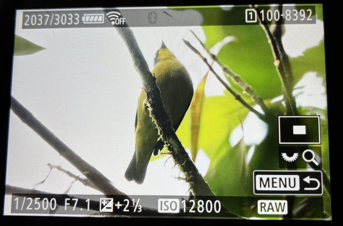 Lesser Antillean Euphonia - ML646059951