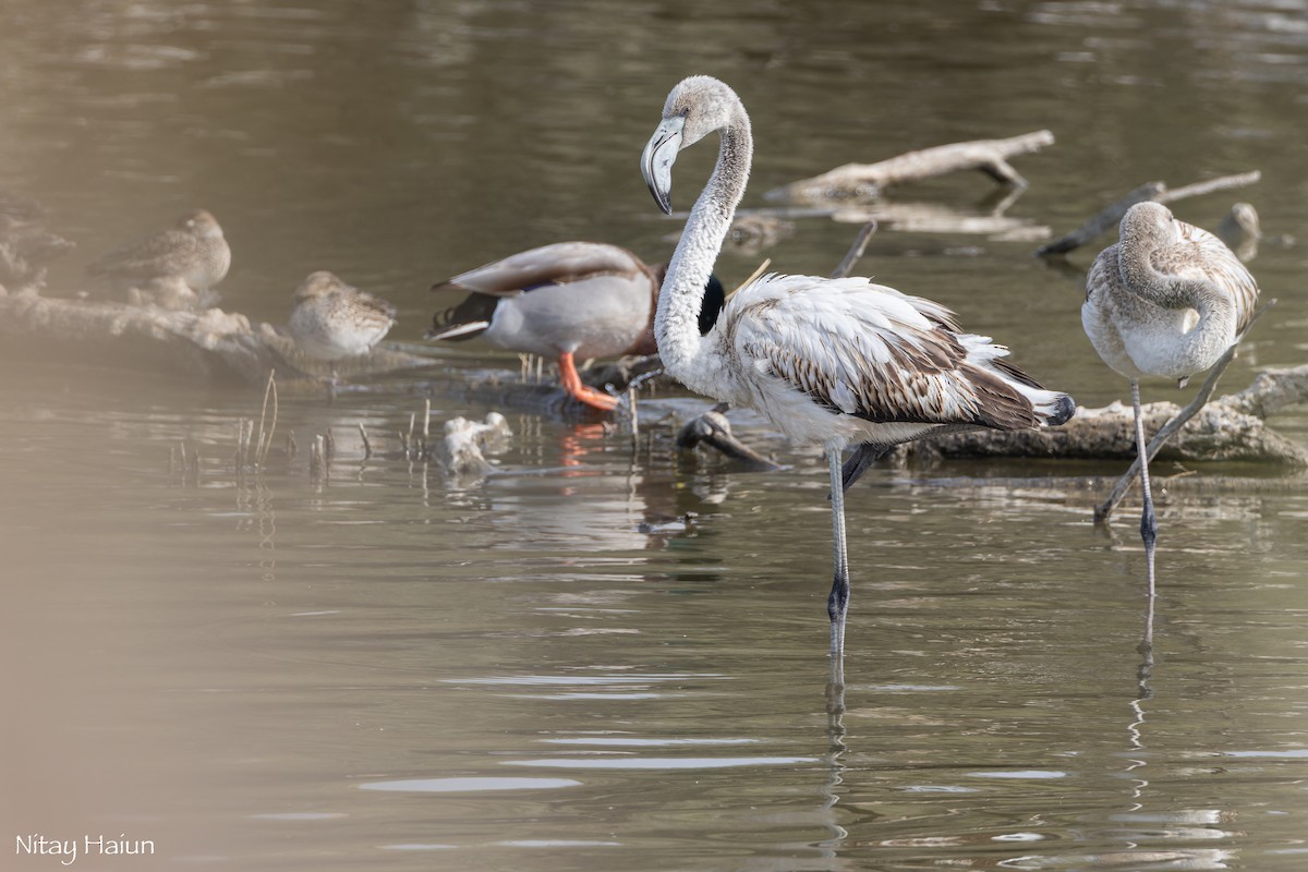 Greater Flamingo - ML646059955