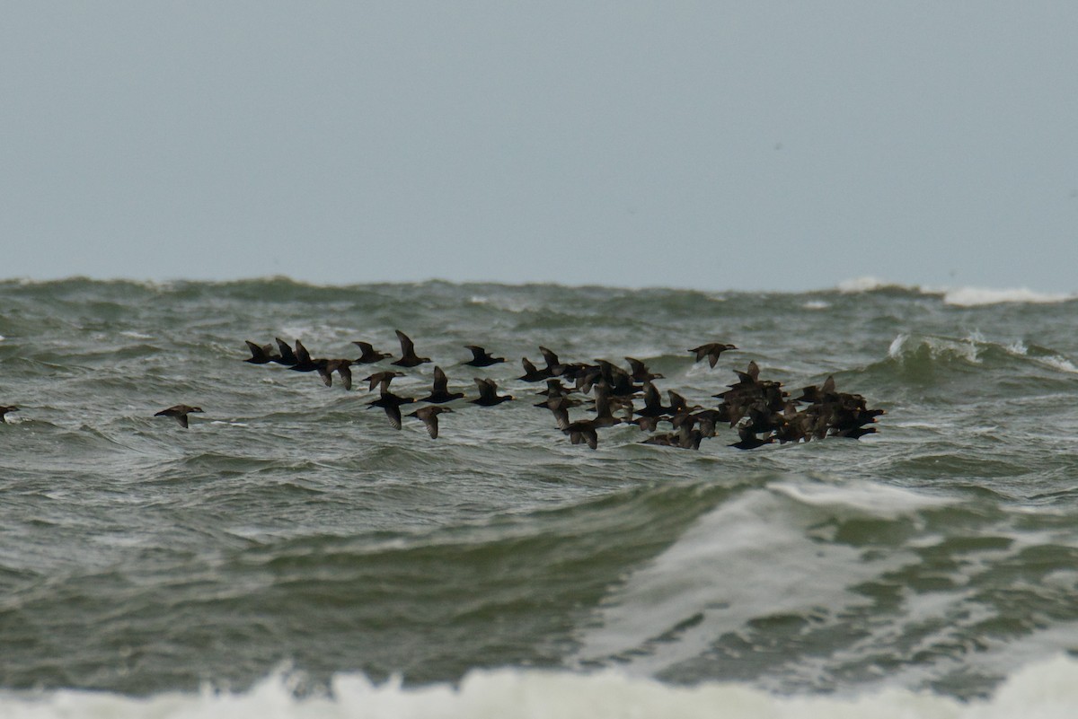 turpan žlutozobý - ML646059962