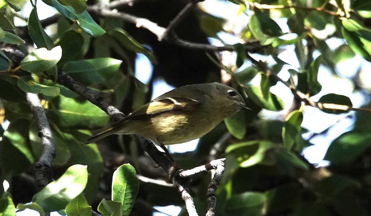 Ruby-crowned Kinglet - ML646059964