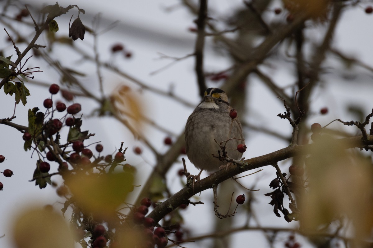 strnadec bělohrdlý - ML646059982