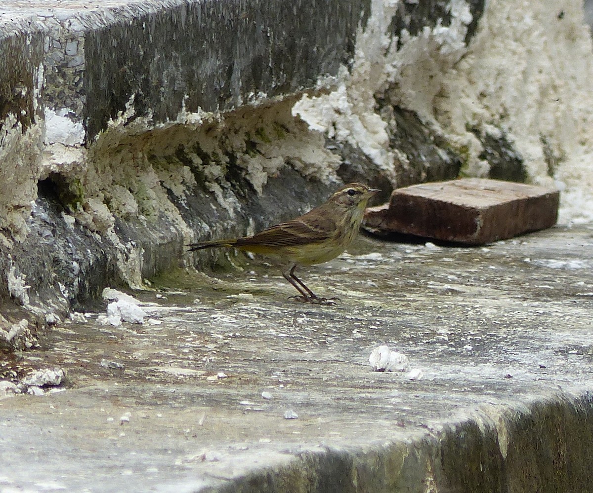 Palm Warbler - ML646059989