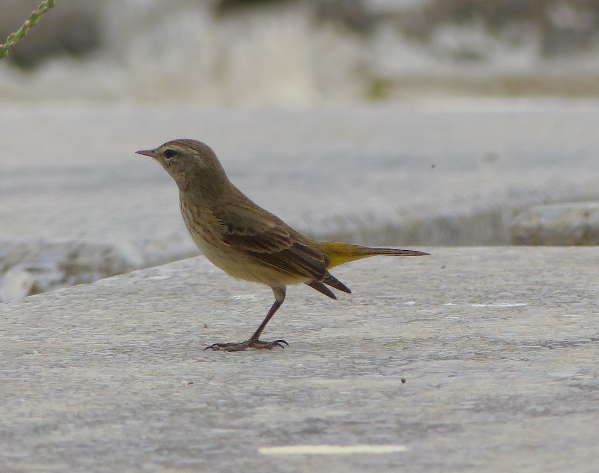 Palm Warbler - ML646059990