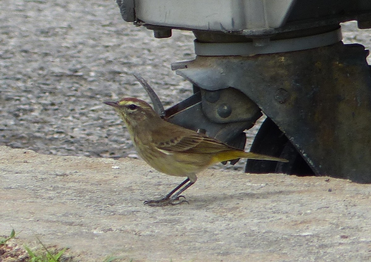 Palm Warbler - ML646059991