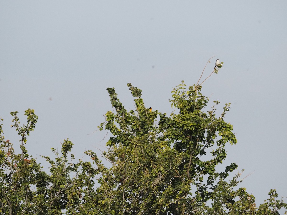 Black-backed Oriole - ML646059994