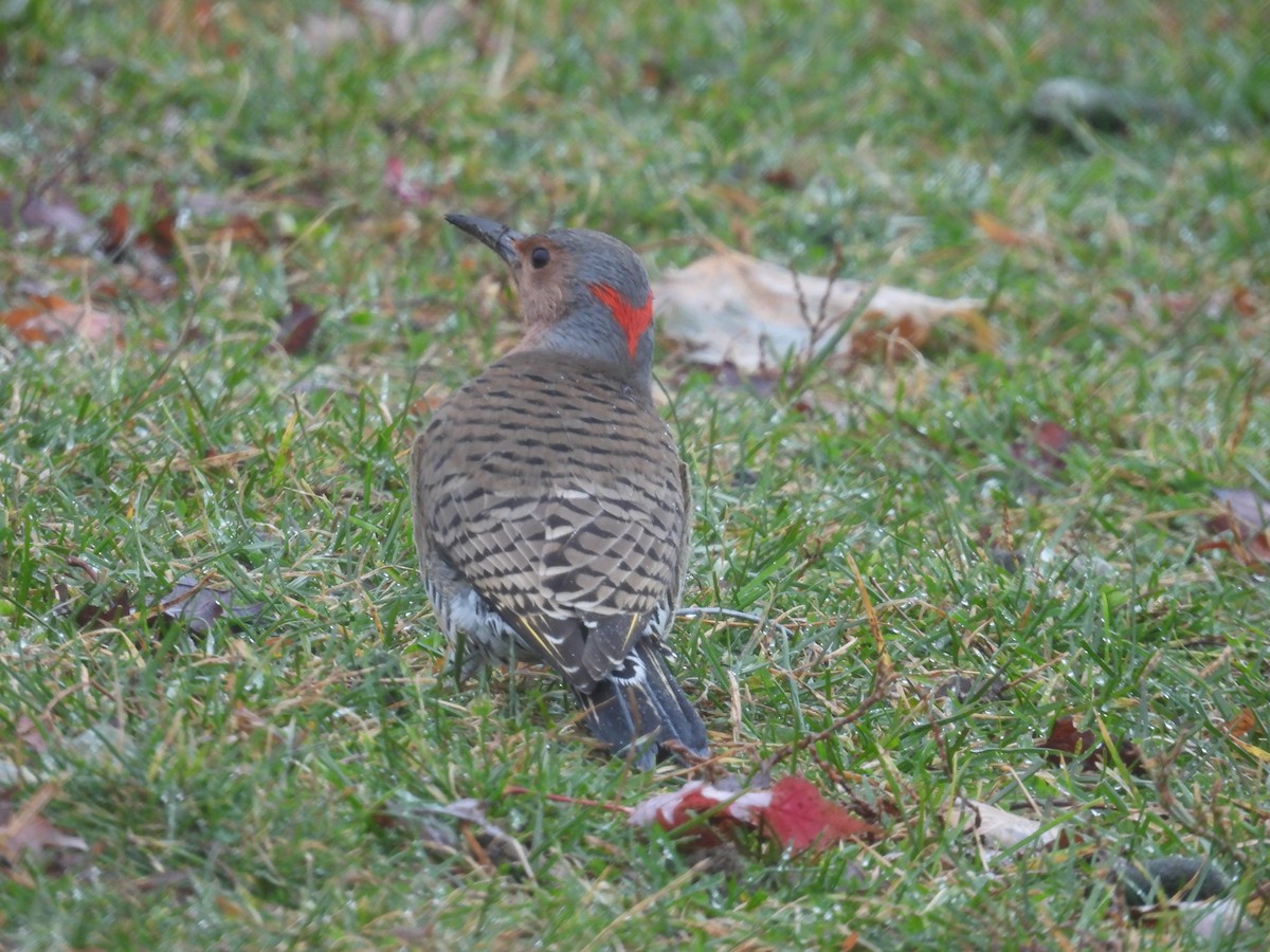 Northern Flicker - ML646059995