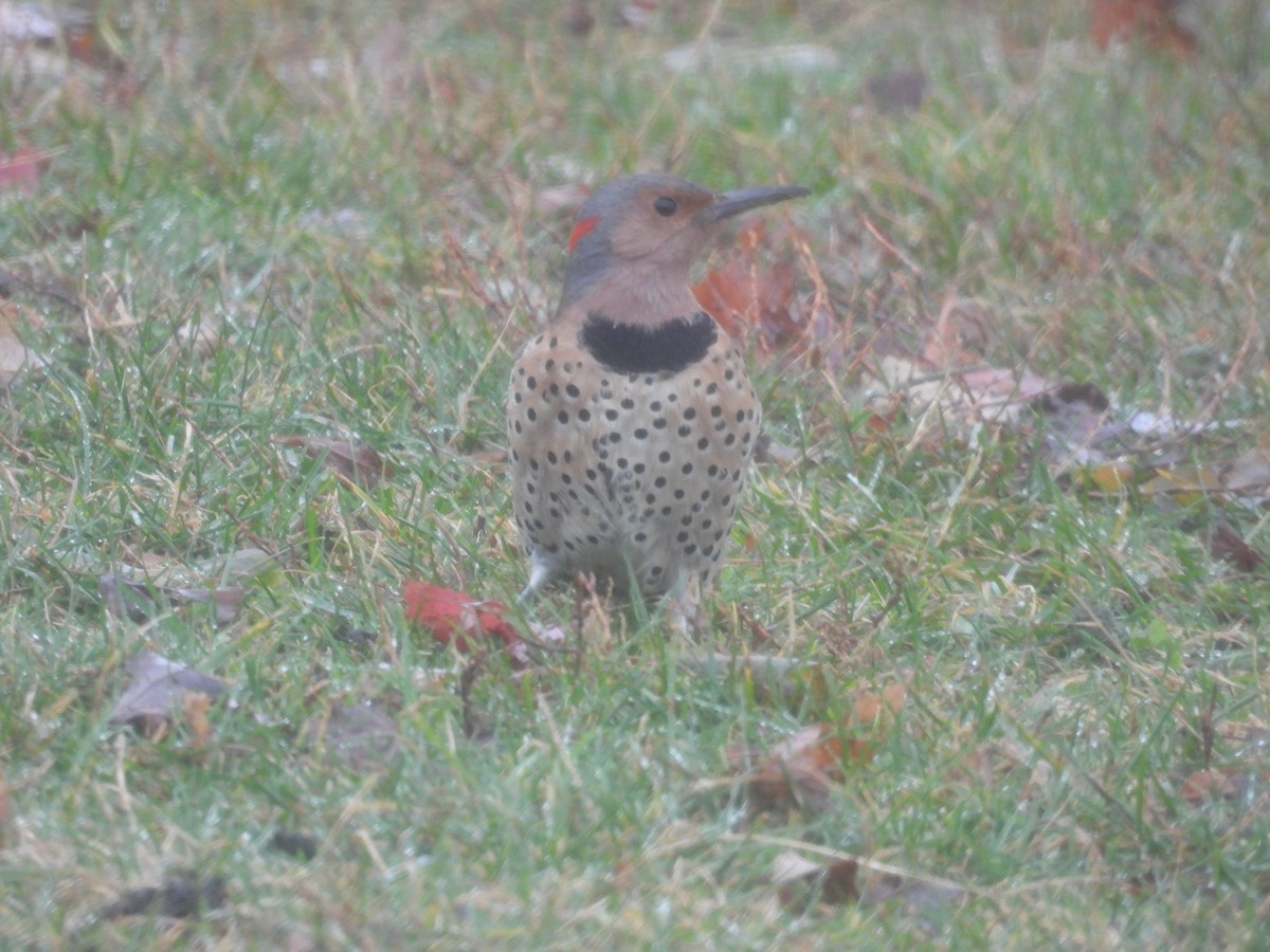 Northern Flicker - ML646059996