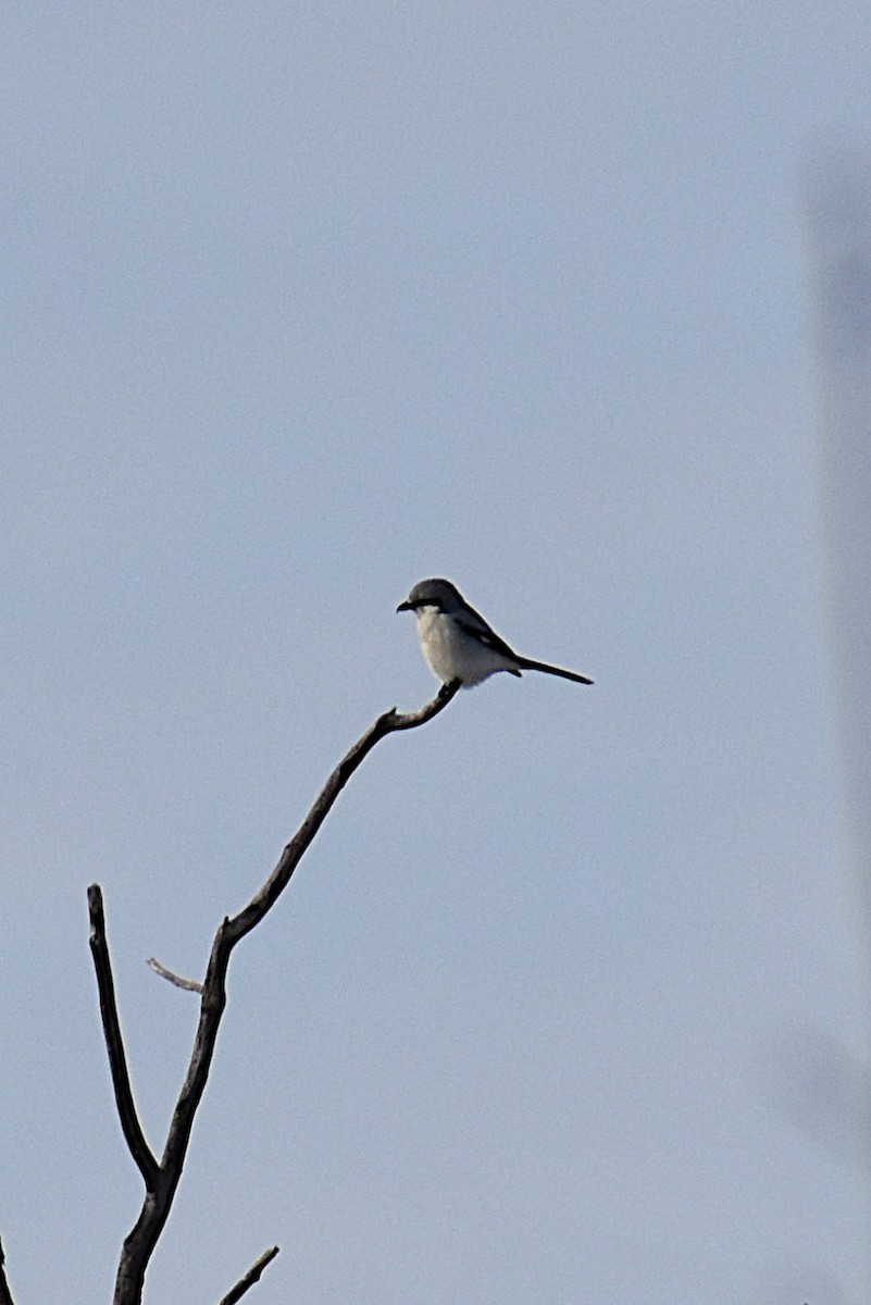 Northern Shrike - ML646059998