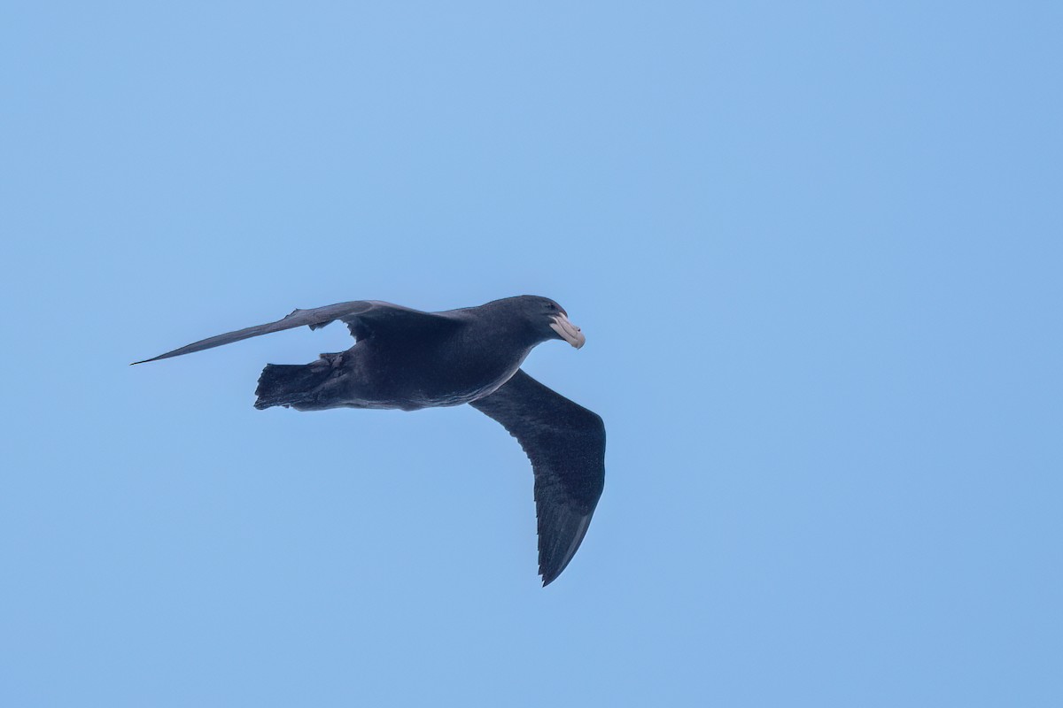 Southern Giant-Petrel - ML646059999