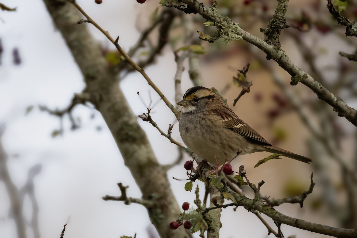strnadec bělohrdlý - ML646060011