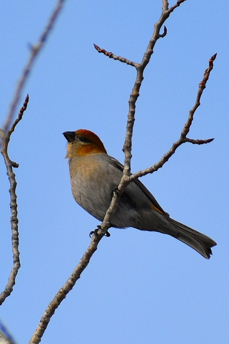 Pine Grosbeak - ML646060013