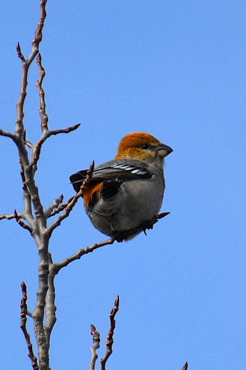 Pine Grosbeak - ML646060014