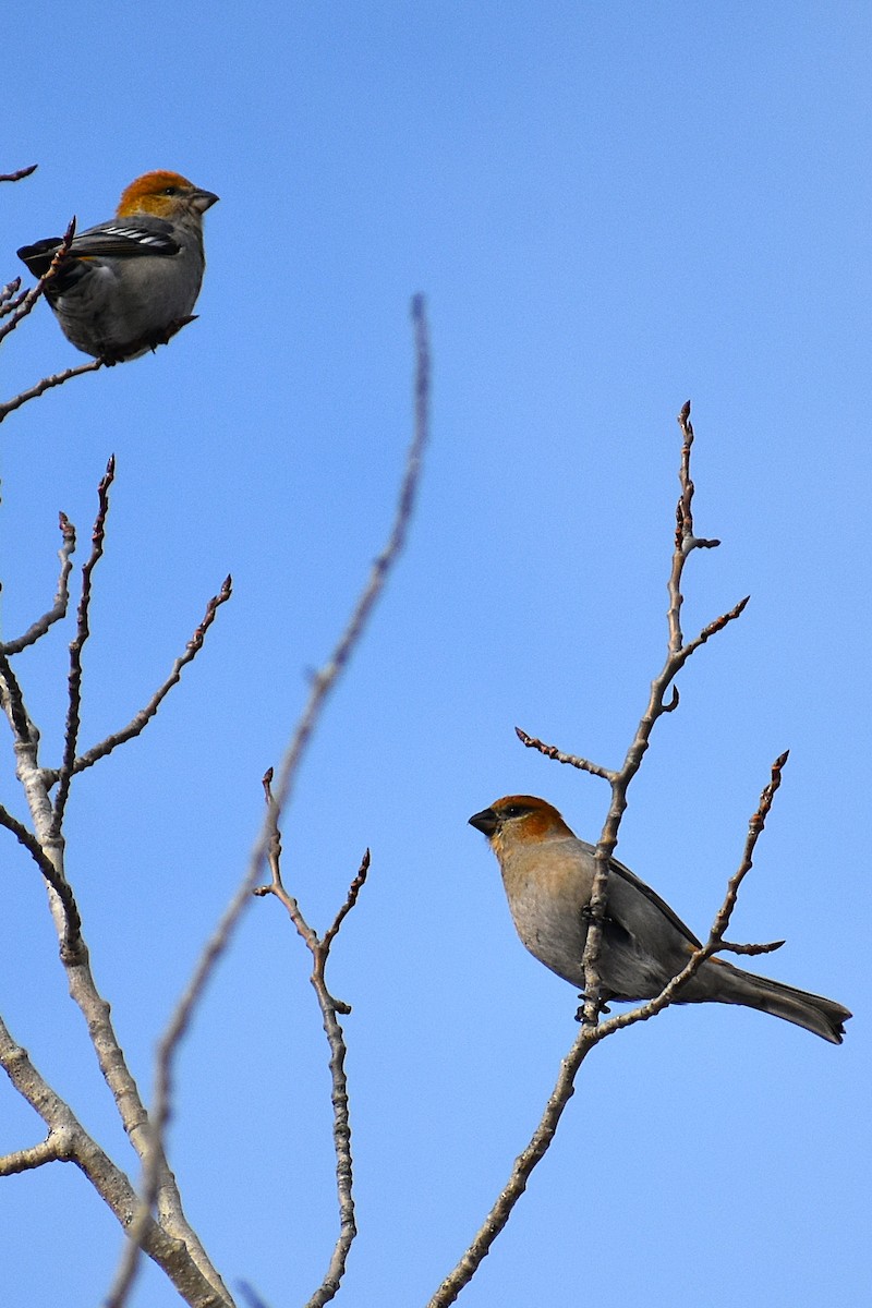 Pine Grosbeak - ML646060015