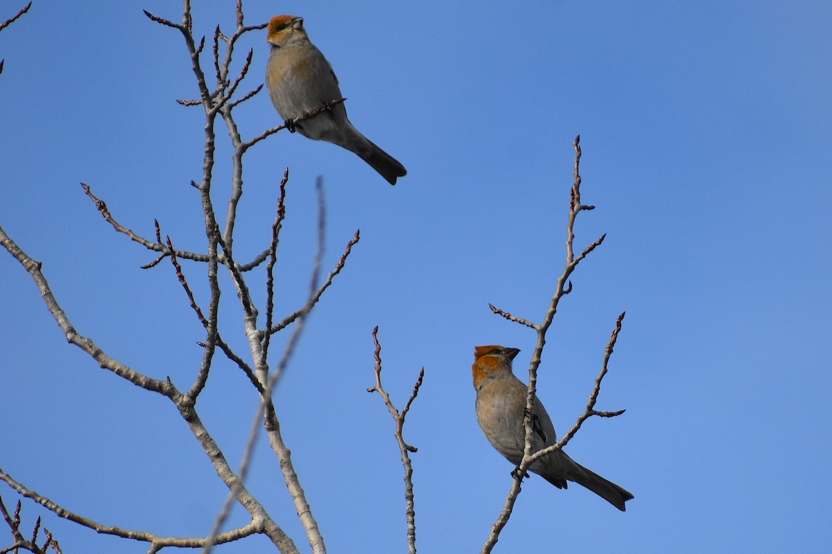 Pine Grosbeak - ML646060016
