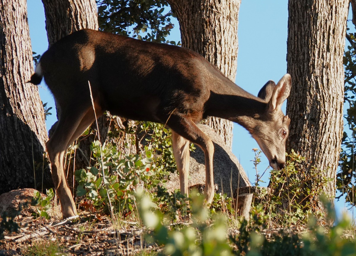 空齒鹿屬 - ML646060018