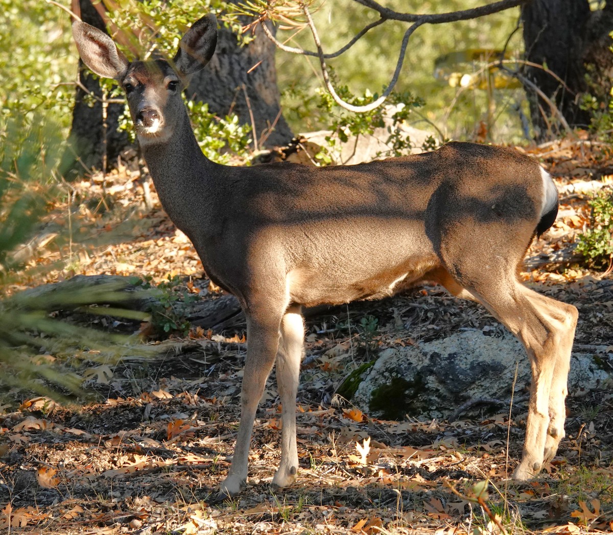 空齒鹿屬 - ML646060020