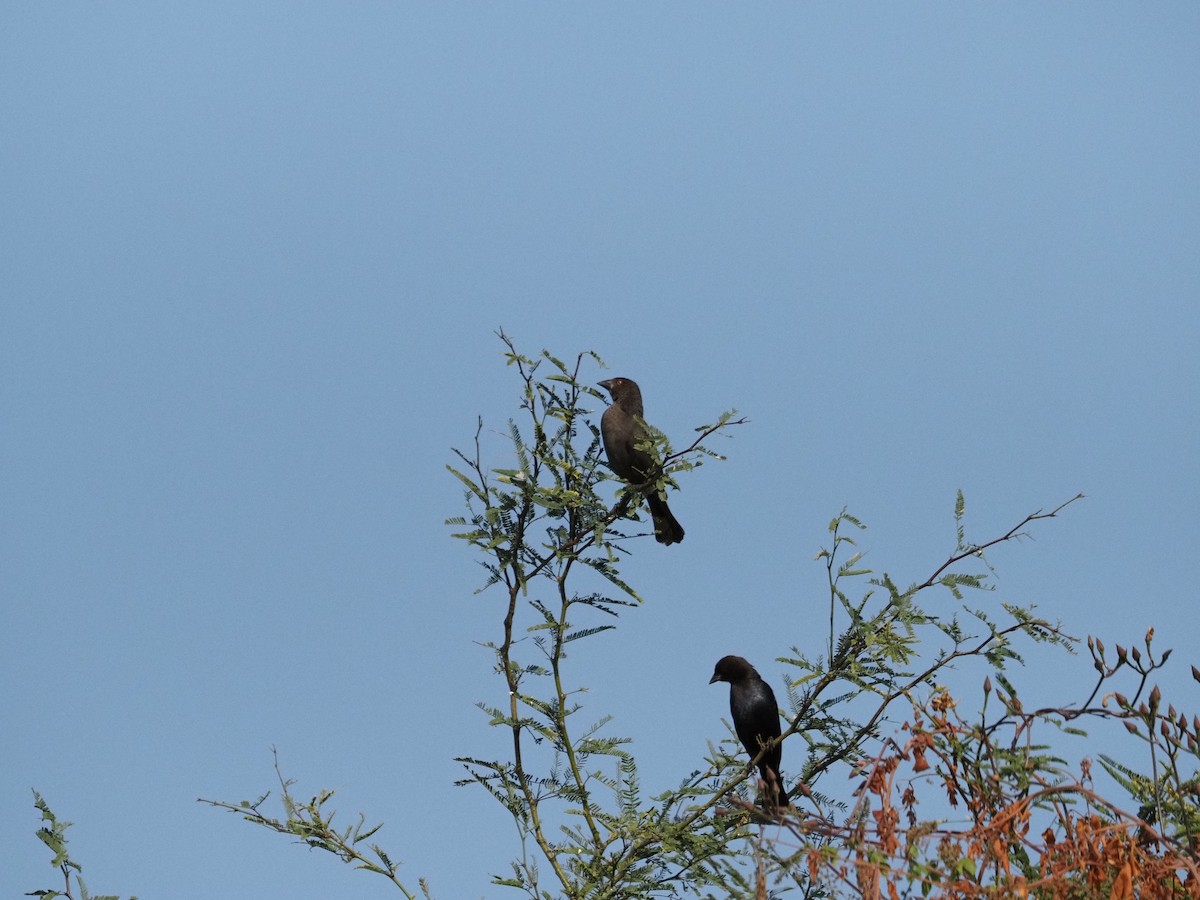 Красноглазый трупиал - ML646060021