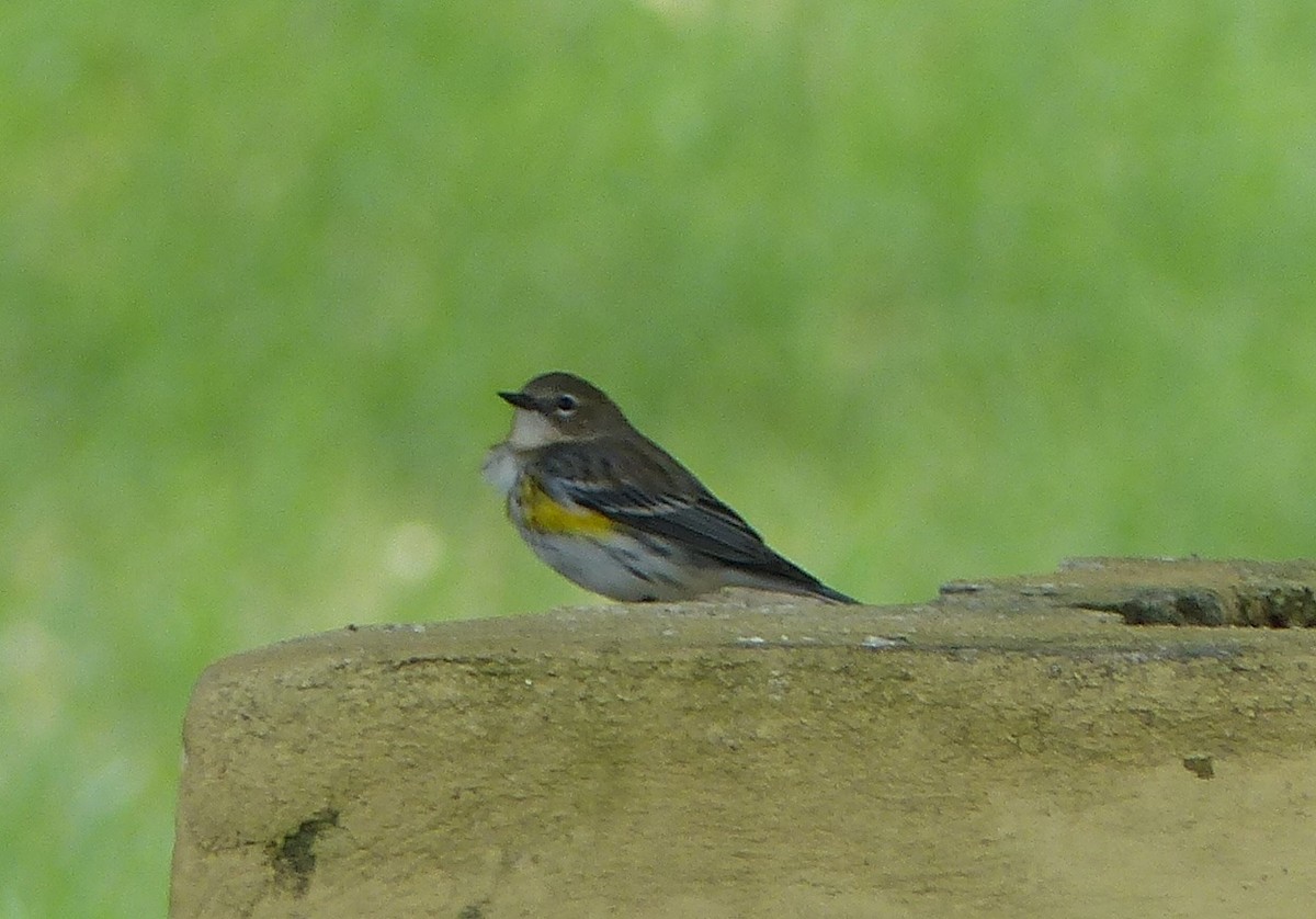Yellow-rumped Warbler (Myrtle) - ML646060022
