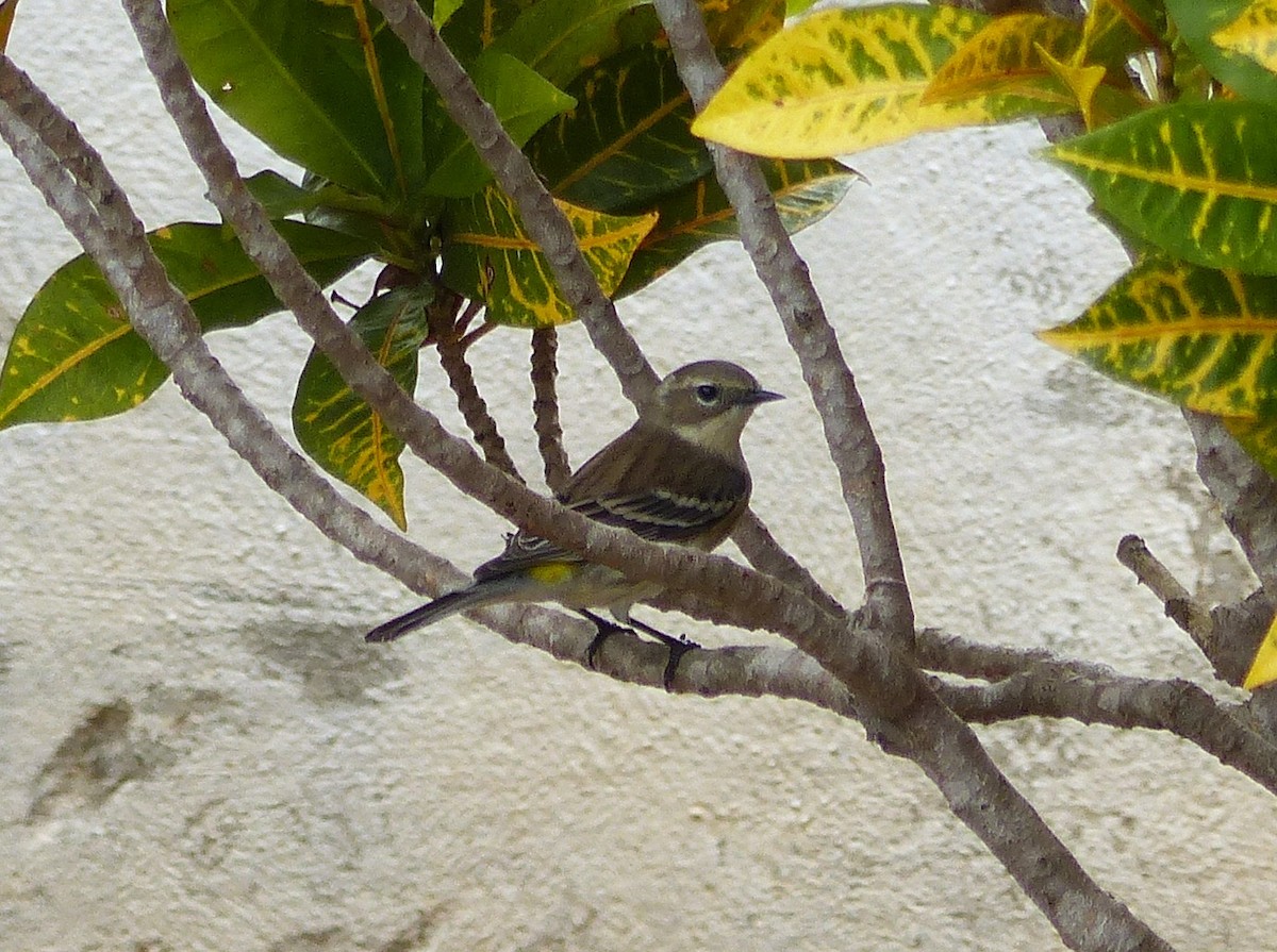 Yellow-rumped Warbler (Myrtle) - ML646060023
